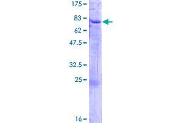 ELK3 Protein (AA 1-407) (GST tag)