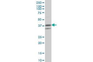 RNF2 monoclonal antibody (M01), clone 6C2 Western Blot analysis of RNF2 expression in NIH/3T3 . (RNF2 antibody  (AA 192-290))