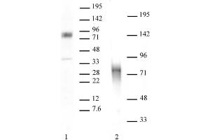 MBD1 antibody tested by Western blot.
