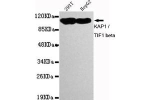 Western blot detection of K / TIF1 beta in 293T and HepG2 cell lysates using K / TIF1 beta mouse mAb (1:1000 diluted). (KAP1 antibody)