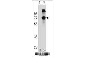 Western blot analysis of ASPSCR1 using rabbit polyclonal ASPSCR1 Antibody using 293 cell lysates (2 ug/lane) either nontransfected (Lane 1) or transiently transfected (Lane 2) with the ASPSCR1 gene.