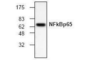 Western Blotting (WB) image for anti-Nuclear Factor-kB p65 (NFkBP65) antibody (ABIN126921) (NF-kB p65 antibody)