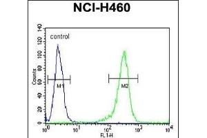 CD2BP2 Antibody (N-term) (ABIN654903 and ABIN2844551) flow cytometric analysis of NCI- cells (right histogram) compared to a negative control cell (left histogram). (CD2BP2 antibody  (N-Term))