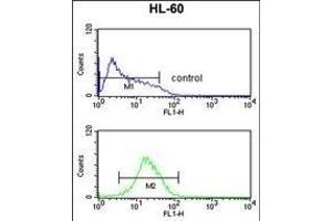 NR1I2 Antibody (Center) (ABIN652618 and ABIN2842413) flow cytometric analysis of HL-60 cells (bottom histogram) compared to a negative control cell (top histogram). (NR1I2 antibody  (AA 100-127))