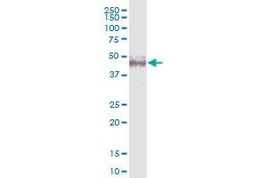 NSUN4 MaxPab polyclonal antibody. (NSUN4 antibody  (AA 1-384))