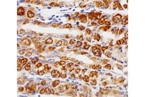 Immunohistochemical analysis of paraffin-embedded human stomach using EGF Receptor antibody at 1:25 dilution. (EGFR antibody  (AA 1163-1191))