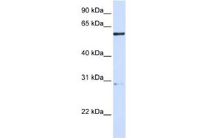 WB Suggested Anti-MANEA Antibody Titration:  0. (MANEA antibody  (Middle Region))
