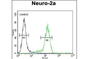 VWA3B Antibody (C-term) (ABIN654263 and ABIN2844080) flow cytometric analysis of Neuro-2a cells (right histogram) compared to a negative control cell (left histogram). (VWA3B antibody  (C-Term))