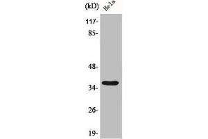 Western Blot analysis of 293 cells using Bub3 Polyclonal Antibody (BUB3 antibody  (C-Term))