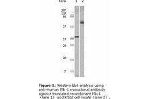 Image no. 2 for anti-ELK1, Member of ETS Oncogene Family (ELK1) antibody (ABIN232117) (ELK1 antibody)