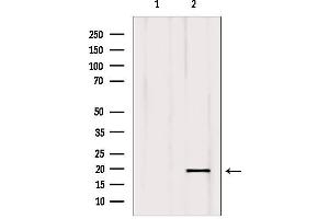 ISCU antibody  (Internal Region)