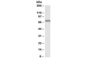 Western blot testing of hippocampus lysate with MLC1 antibody at 1ug/ml. (MLC1 antibody)