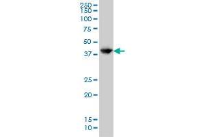 GLUL monoclonal antibody (M01), clone 2B12 Western Blot analysis of GLUL expression in HeLa . (GLUL antibody  (AA 1-373))