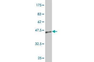 Western Blot detection against Immunogen (36. (JAG2 antibody  (AA 869-966))