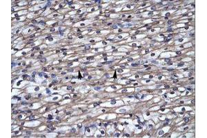 Image no. 1 for anti-Septin 4 (SEPT4) (N-Term) antibody (ABIN6735940) (Septin 4 antibody  (N-Term))