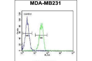 Flow cytometric analysis of MDA-MB231 cells (right histogram) compared to a negative control cell (left histogram). (B4GALT6 antibody  (C-Term))