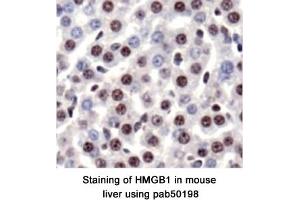 Image no. 1 for anti-High Mobility Group Box 1 (HMGB1) (AA 100-200) antibody (ABIN363507) (HMGB1 antibody  (AA 100-200))