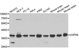 Western blot analysis of extracts of various cell lines, using COPS5 antibody. (COPS5 antibody  (AA 1-334))