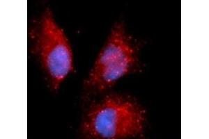 Immunofluorescence (IF) image for anti-Complement Factor P (CFP) (AA 28-469) antibody (APC) (ABIN5565188) (CFP antibody  (AA 28-469) (APC))