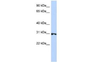 Western Blotting (WB) image for anti-Ring Finger Protein 126 (RNF126) antibody (ABIN2458721) (RNF126 antibody)