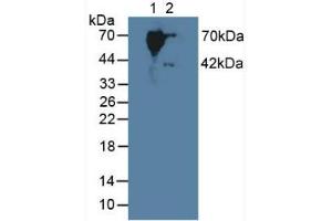 Figure. (SERPINB9 antibody  (AA 1-376))