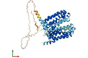 AlphaFold protein structure predicition of Human Recombinant SLC16A4 Protein, UniprotID O15374