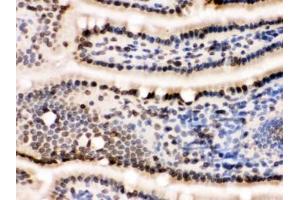 IHC testing of frozen mouse small intestine tissue with LMNB1 antibody. (Lamin B1 antibody  (AA 266-583))
