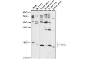 Western blot analysis of extracts of various cell lines, using PDE6D antibody (ABIN7269303) at 1:1000 dilution. (PDE6D antibody  (AA 1-150))