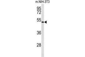 Western blot analysis of Fibulin-4(arrow) in mouse NIH-3T3 cell line lysates (35ug/lane) using Fibulin-4  Antibody  (C-term). (FBLN4 antibody  (C-Term))