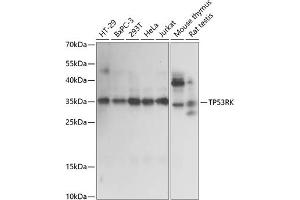 Western blot analysis of extracts of various cell lines, using TP53RK antibody (ABIN7270864) at 1:1000 dilution. (TP53RK antibody  (AA 1-253))