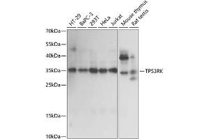 Western blot analysis of extracts of various cell lines, using TP53RK antibody (ABIN7270864) at 1:1000 dilution. (TP53RK antibody  (AA 1-253))