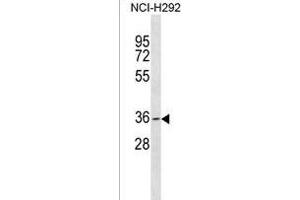 GDF5OS Antibody (C-term) (ABIN1536843 and ABIN2850030) western blot analysis in NCI- cell line lysates (35 μg/lane). (GDF5OS antibody  (C-Term))