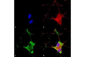 Immunocytochemistry/Immunofluorescence analysis using Mouse Anti-EAAC1 Monoclonal Antibody, Clone S180-41 (ABIN2482759). (SLC1A1 antibody  (AA 1-524) (HRP))