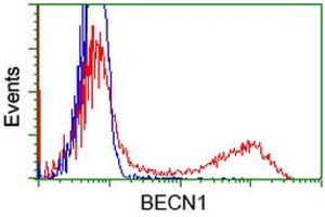 Image no. 3 for anti-Beclin 1, Autophagy Related (BECN1) antibody (ABIN1496865) (Beclin 1 antibody)