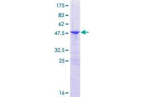 OBFC2A Protein (AA 1-204) (GST tag)