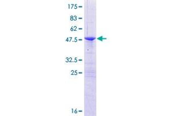 OBFC2A Protein (AA 1-204) (GST tag)