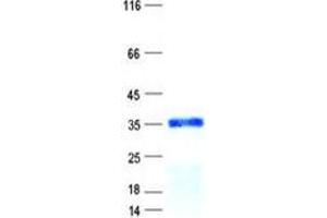Validation with Western Blot (HOXC11 Protein (His tag))