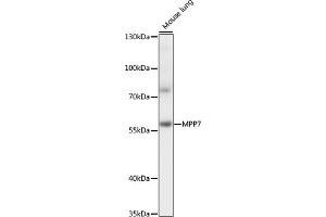 Western blot analysis of extracts of mouse lung, using MPP7 antibody (ABIN7268467) at 1:1000 dilution. (MPP7 antibody  (AA 297-576))