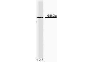 Western blot analysis of PTP1C on Jurkat cell lysate. (SHP1 antibody  (AA 492-597))