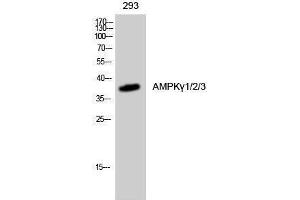 Western Blotting (WB) image for anti-AMPK gamma 1/2/3 (Internal Region) antibody (ABIN3183276) (AMPK gamma 1/2/3 (Internal Region) antibody)
