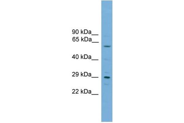 RPAIN antibody  (C-Term)