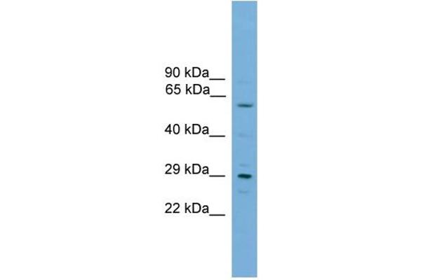 RPAIN anticorps  (C-Term)