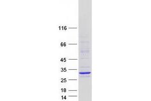 Methyl-CpG Binding Domain Protein 3-Like 4 (MBD3L4) protein (Myc-DYKDDDDK Tag)