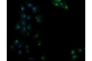Image no. 1 for anti-Ras Association (RalGDS/AF-6) Domain Family (N-terminal) Member 8 (RASSF8) antibody (ABIN1500618) (RASSF8 antibody)