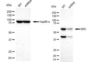 Western blotting analysis using SRC antibody (ABIN7800052). (Src antibody)