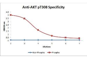 ELISA of Mouse anti-Akt phospho T308 Biotin Conjugated antibody. (AKT1 antibody  (Internal Region, pThr308) (Biotin))