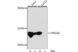 Western blot analysis of extracts of various cell lines using Acetyl-Histone H4-K16 Polyclonal Antibody at dilution of 1:1000. (Histone H4 antibody  (acLys16))
