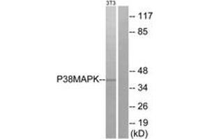 Western blot analysis of extracts from NIH-3T3 cells, treated with UV, using p38 MAPK (Ab-180) Antibody. (MAPK14 antibody  (AA 157-206))