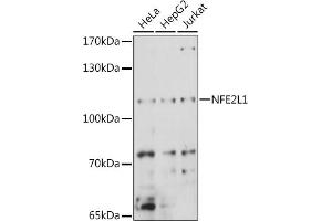 Western blot analysis of extracts of various cell lines, using NFE2L1 antibody (ABIN7268969) at 1:1000 dilution. (NFE2L1 antibody  (AA 515-772))