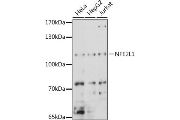 NFE2L1 抗体  (AA 515-772)